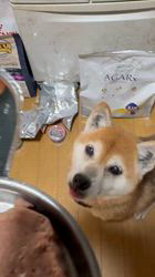 須田弘子ブリーダーからお迎えした柴犬：咲貴ちゃん