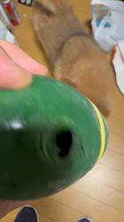 須田弘子ブリーダーからお迎えした柴犬：咲貴ちゃん