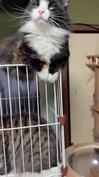 中村英裕ブリーダーからお迎えしたノルウェージャンフォレストキャット：フルちゃん