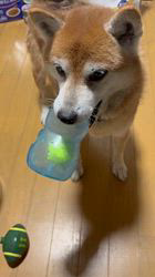 須田弘子ブリーダーからお迎えした柴犬：咲貴ちゃん