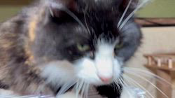 中村英裕ブリーダーからお迎えしたノルウェージャンフォレストキャット：フルちゃん