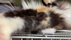 中村英裕ブリーダーからお迎えしたノルウェージャンフォレストキャット：フルちゃん