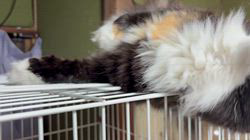 中村英裕ブリーダーからお迎えしたノルウェージャンフォレストキャット：フルちゃん