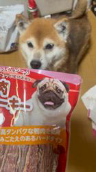 須田弘子ブリーダーからお迎えした柴犬：咲貴ちゃん