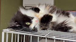 中村英裕ブリーダーからお迎えしたノルウェージャンフォレストキャット：フルちゃん