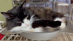 中村英裕ブリーダーからお迎えしたノルウェージャンフォレストキャット：フルちゃん