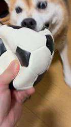 須田弘子ブリーダーからお迎えした柴犬：咲貴ちゃん