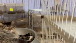 中村英裕ブリーダーからお迎えしたノルウェージャンフォレストキャット：フルちゃん