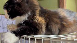 中村英裕ブリーダーからお迎えしたノルウェージャンフォレストキャット：フルちゃん