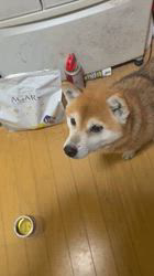 須田弘子ブリーダーからお迎えした柴犬：咲貴ちゃん