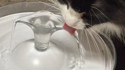 中村英裕ブリーダーからお迎えしたノルウェージャンフォレストキャット：フルちゃん