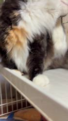 中村英裕ブリーダーからお迎えしたノルウェージャンフォレストキャット：フルちゃん