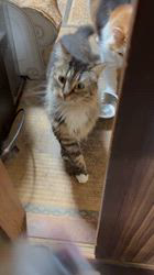 須田弘子ブリーダーからお迎えした柴犬：咲貴ちゃん