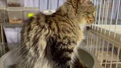 中村英裕ブリーダーからお迎えしたノルウェージャンフォレストキャット：フルちゃん