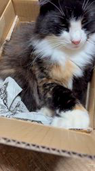 中村英裕ブリーダーからお迎えしたノルウェージャンフォレストキャット：フルちゃん