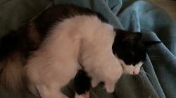 中村英裕ブリーダーからお迎えしたノルウェージャンフォレストキャット：フルちゃん