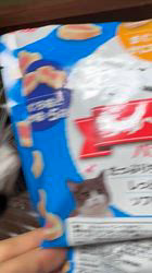 中村英裕ブリーダーからお迎えしたノルウェージャンフォレストキャット：フルちゃん