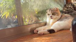 中村英裕ブリーダーからお迎えしたノルウェージャンフォレストキャット：フルちゃん