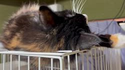 中村英裕ブリーダーからお迎えしたノルウェージャンフォレストキャット：フルちゃん