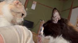 中村英裕ブリーダーからお迎えしたノルウェージャンフォレストキャット：フルちゃん