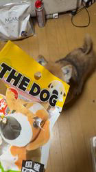 須田弘子ブリーダーからお迎えした柴犬：咲貴ちゃん