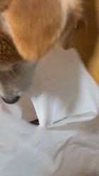 須田弘子ブリーダーからお迎えした柴犬：咲貴ちゃん