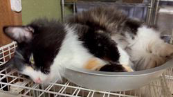 中村英裕ブリーダーからお迎えしたノルウェージャンフォレストキャット：フルちゃん