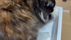 中村英裕ブリーダーからお迎えしたノルウェージャンフォレストキャット：フルちゃん