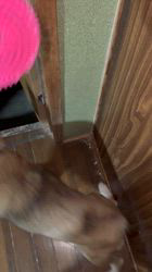 須田弘子ブリーダーからお迎えした柴犬：咲貴ちゃん