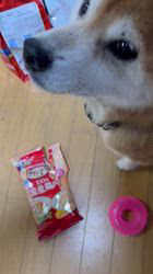 須田弘子ブリーダーからお迎えした柴犬：咲貴ちゃん