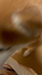 須田弘子ブリーダーからお迎えした柴犬：咲貴ちゃん