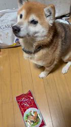 須田弘子ブリーダーからお迎えした柴犬：咲貴ちゃん