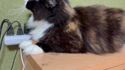 中村英裕ブリーダーからお迎えしたノルウェージャンフォレストキャット：フルちゃん