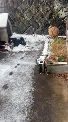 須田弘子ブリーダーからお迎えした柴犬：咲貴ちゃん