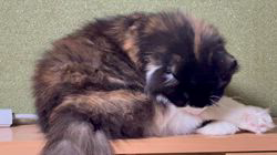 中村英裕ブリーダーからお迎えしたノルウェージャンフォレストキャット：フルちゃん