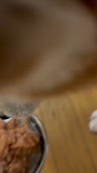 須田弘子ブリーダーからお迎えした柴犬：咲貴ちゃん