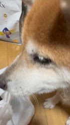 須田弘子ブリーダーからお迎えした柴犬：咲貴ちゃん