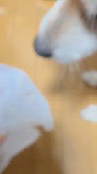 須田弘子ブリーダーからお迎えした柴犬：咲貴ちゃん