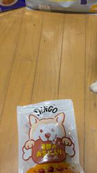 須田弘子ブリーダーからお迎えした柴犬：咲貴ちゃん