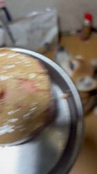 須田弘子ブリーダーからお迎えした柴犬：咲貴ちゃん