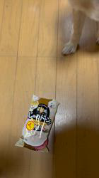 須田弘子ブリーダーからお迎えした柴犬：咲貴ちゃん