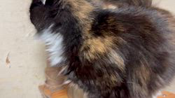 中村英裕ブリーダーからお迎えしたノルウェージャンフォレストキャット：フルちゃん