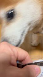 須田弘子ブリーダーからお迎えした柴犬：咲貴ちゃん