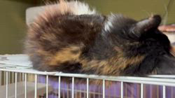 中村英裕ブリーダーからお迎えしたノルウェージャンフォレストキャット：フルちゃん