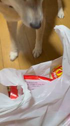 須田弘子ブリーダーからお迎えした柴犬：咲貴ちゃん