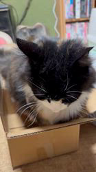 中村英裕ブリーダーからお迎えしたノルウェージャンフォレストキャット：フルちゃん