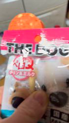 須田弘子ブリーダーからお迎えした柴犬：咲貴ちゃん