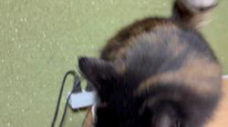 中村英裕ブリーダーからお迎えしたノルウェージャンフォレストキャット：フルちゃん