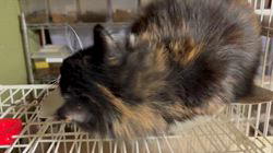 中村英裕ブリーダーからお迎えしたノルウェージャンフォレストキャット：フルちゃん