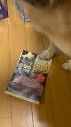 須田弘子ブリーダーからお迎えした柴犬：咲貴ちゃん